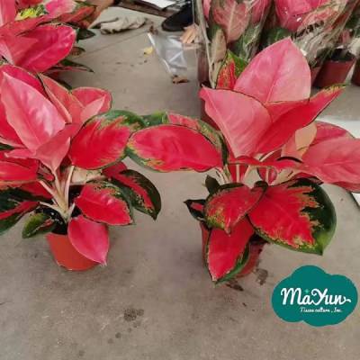 Aglaonema