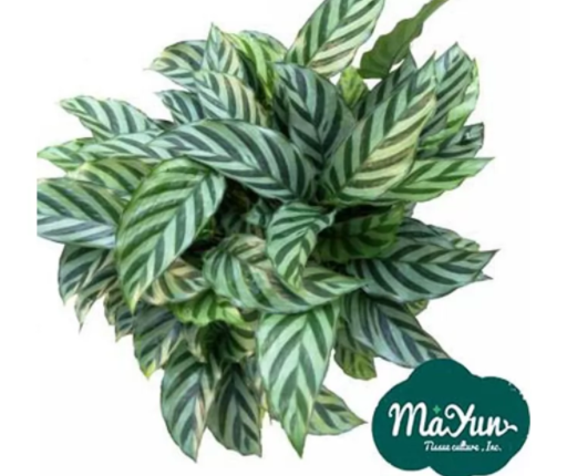 Calathea louisae‘Freddy’