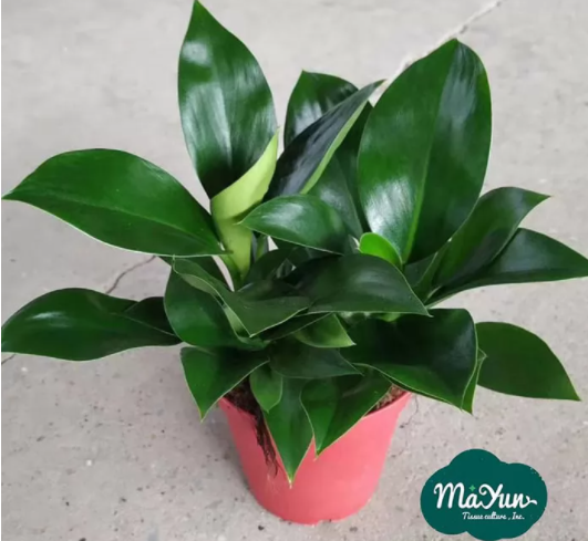 Philodendron Species, Care and Culture