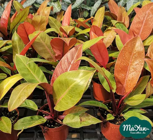 Philodendron Species, Care and Culture