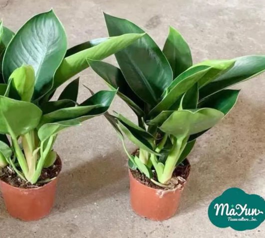 Philodendron Species, Care and Culture