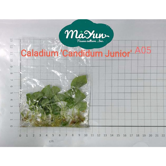 Caladium ‘Candidum Junior’